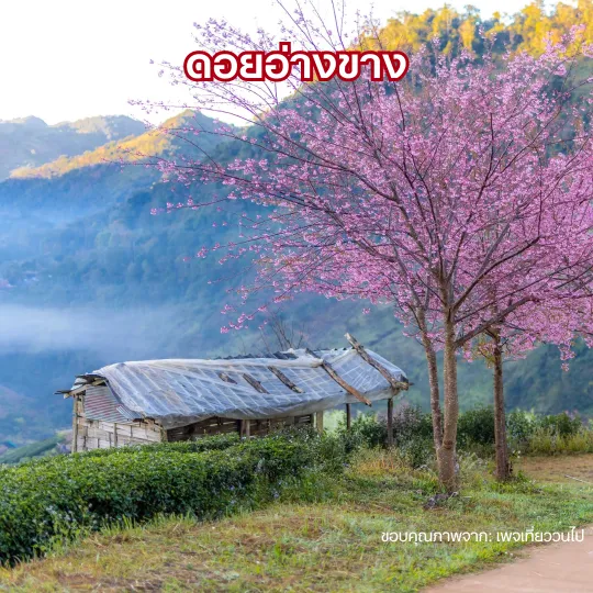 ดอยอ่างขาง ที่เที่ยวดอยเชียงใหม่หน้าหนาว