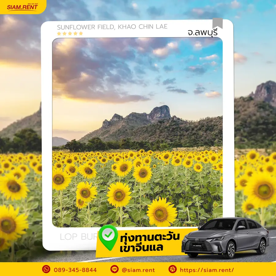 ทุ่งทานตะวัน เขาจีนแล