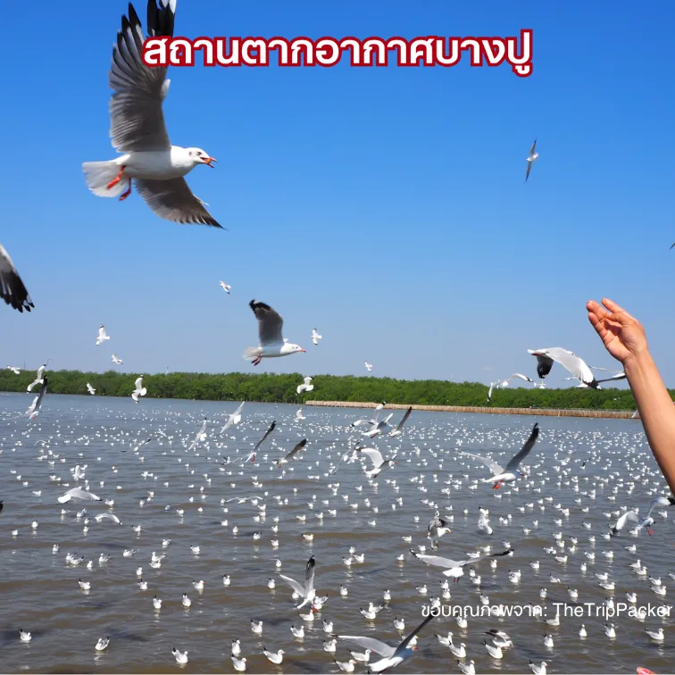 สถานตากอากาศบางปู สะพานสุขตา ที่เที่ยวใกล้กรุงเทพ ริมทะเลบางปู