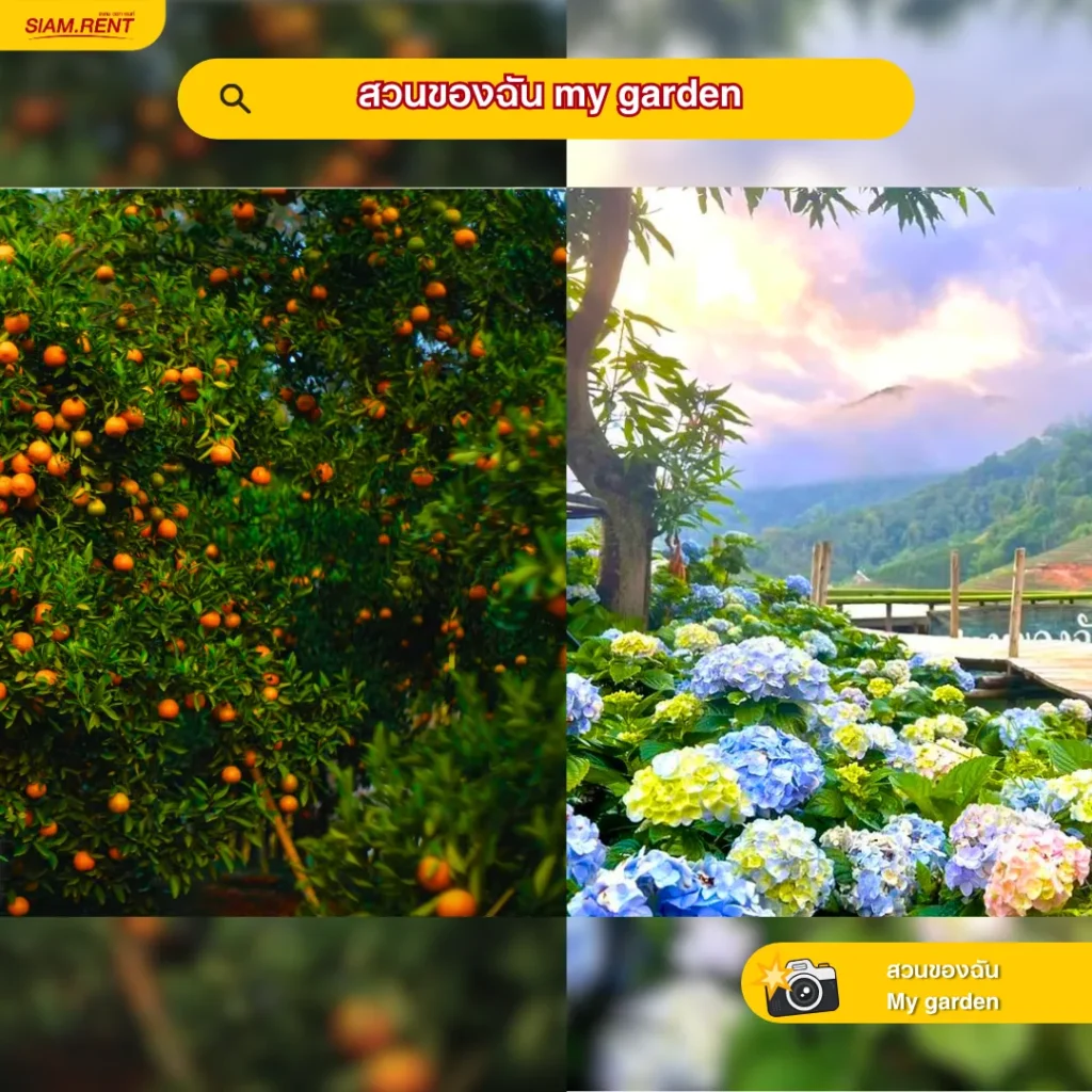 สวนของฉัน My garden