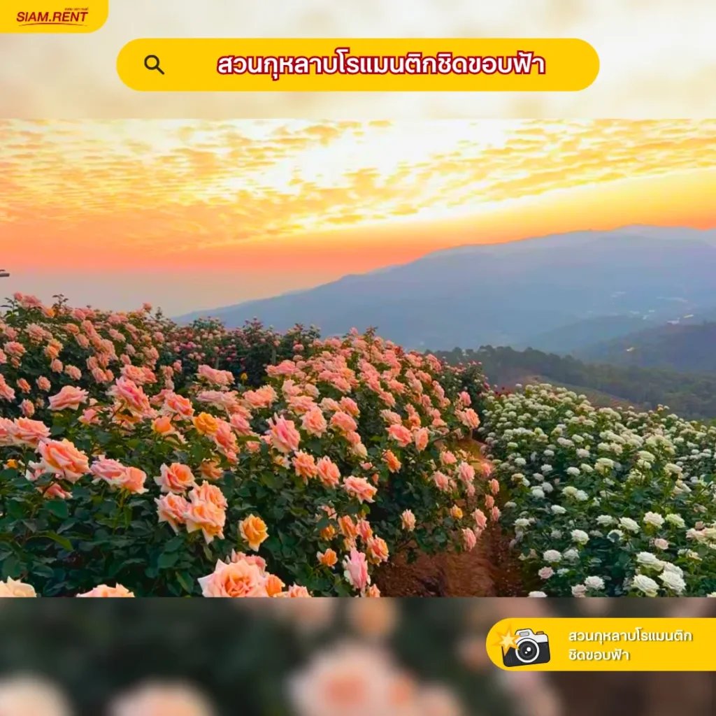 สวนกุหลาบโรแมนติกชิดขอบฟ้า