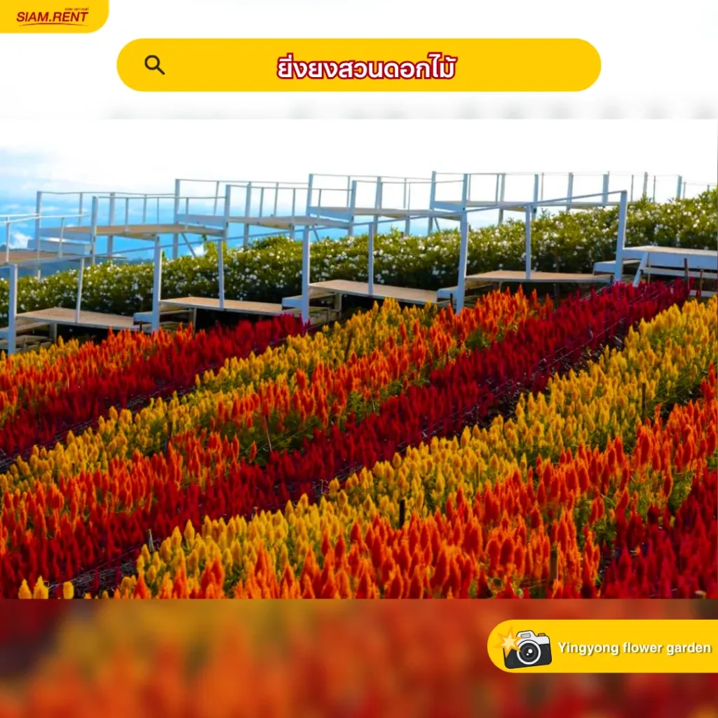 ยิ่งยงสวนดอกไม้
