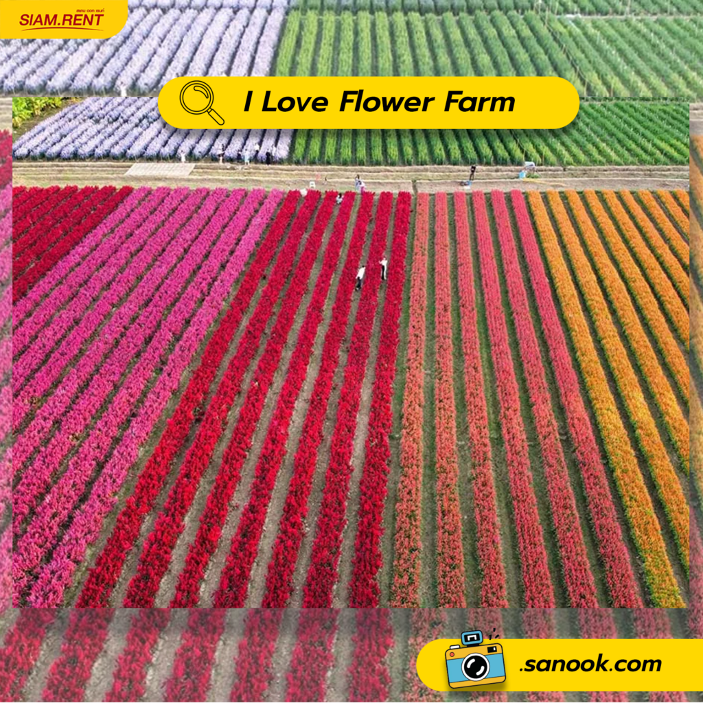 I Love Flower Farm