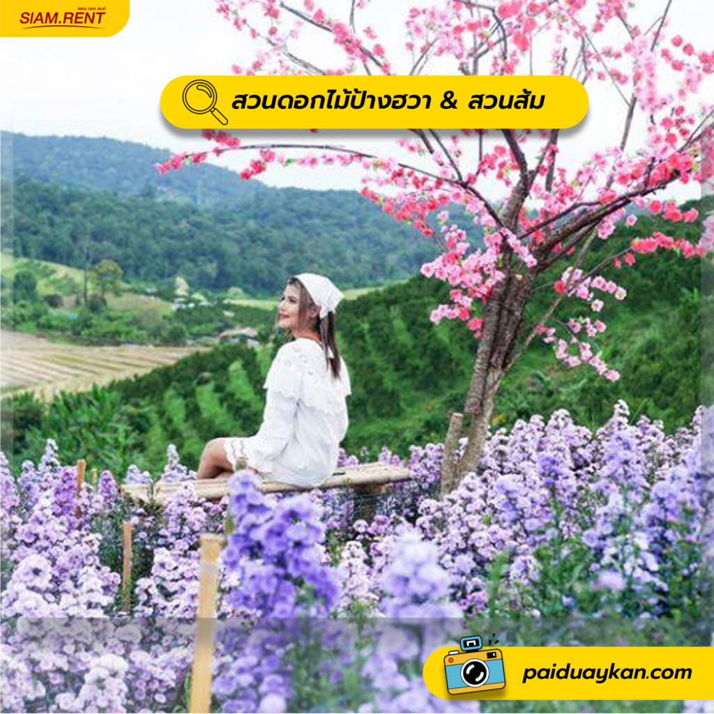 สวนดอกไม้ป้างฮวา & สวนส้ม